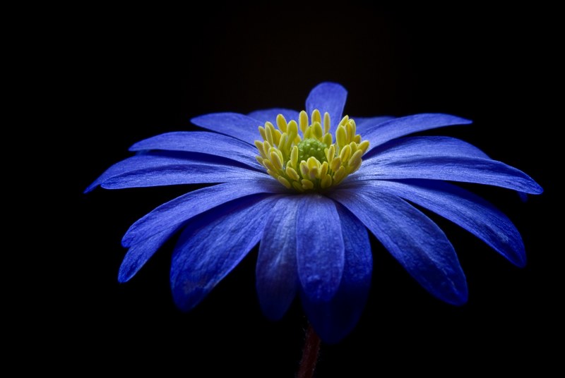 balkan anemone flower blossom bloom blue anemone 4k