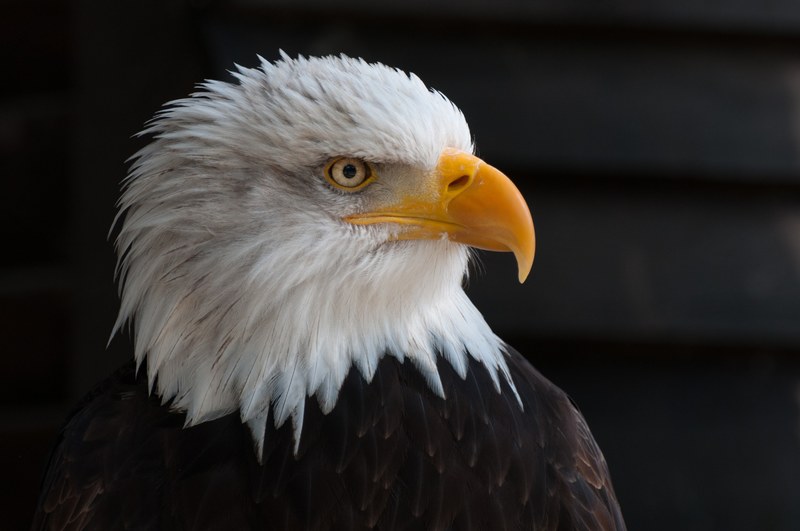 bald eagles bald eagle bird of prey adler raptor 4k