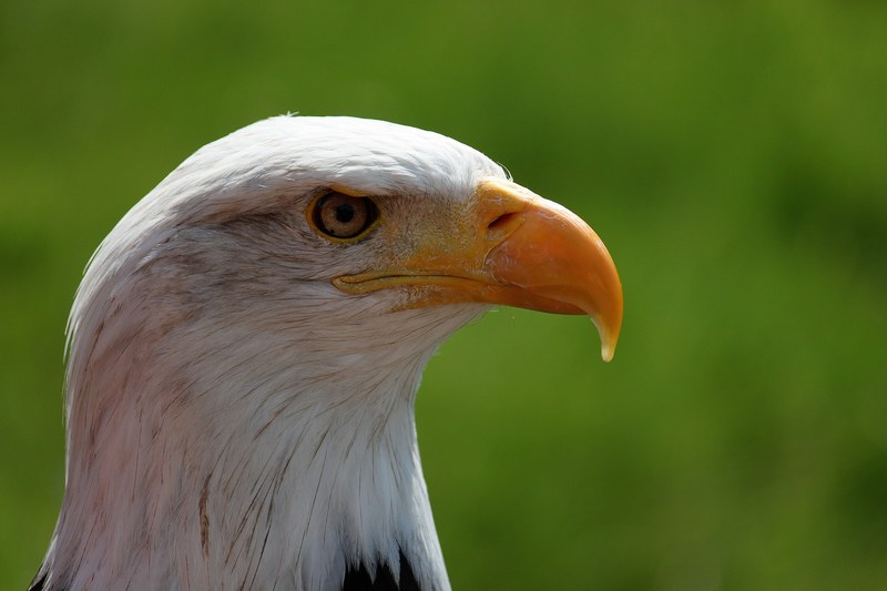 bald eagle portrait white tailed eagle adler raptor 4k