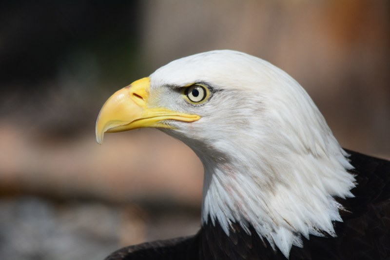 bald eagle eagle raptor eagles fly bird of prey 4k