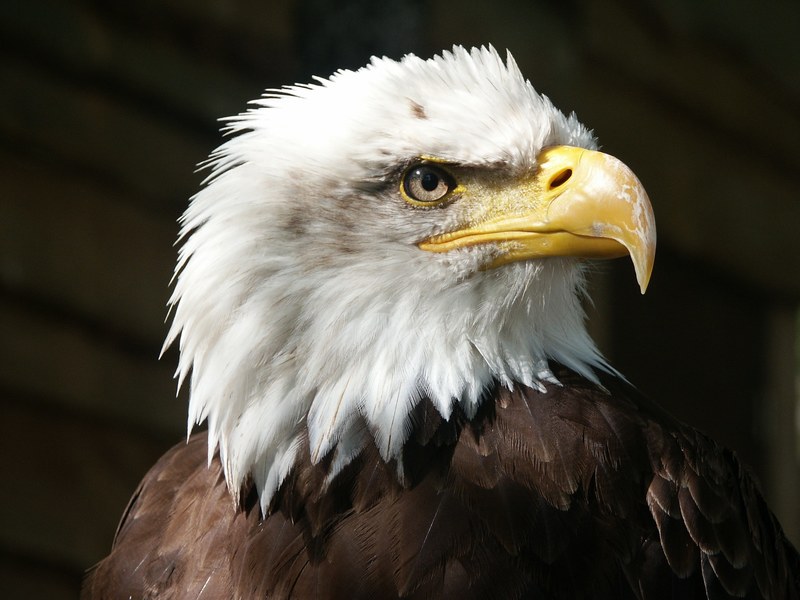 bald eagle eagle raptor beak feathers animal 4k