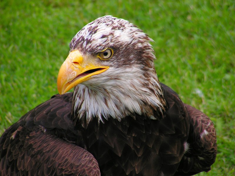 bald eagle head cub eagle portrait beak 4k