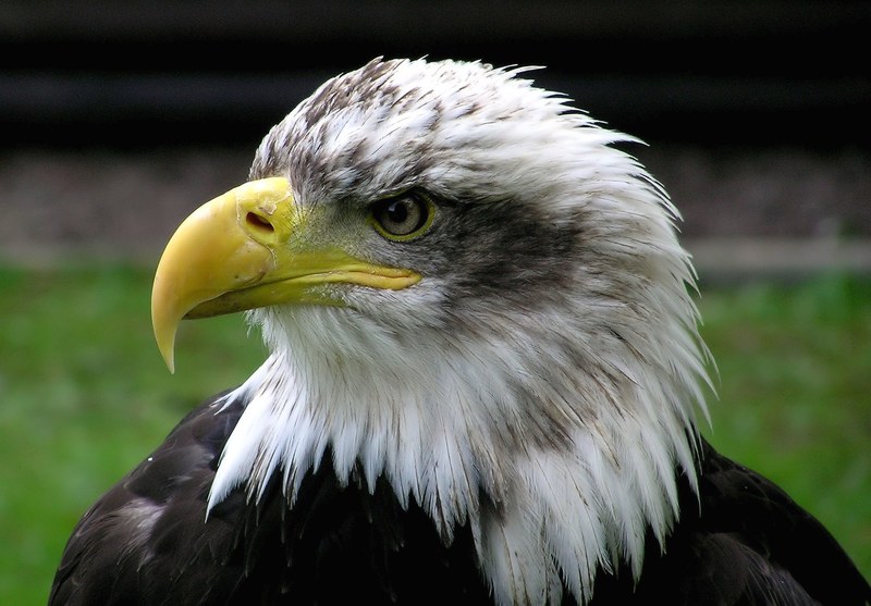 bald eagle adler raptor bird coat of arms of bird 4k