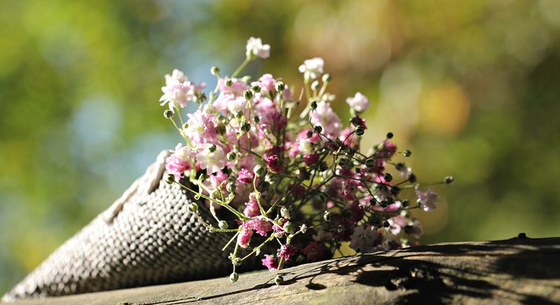 bag gypsofilia seeds gypsophila bag 4k
