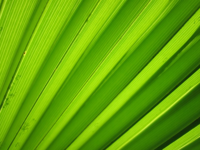 background detail flora green leaf macro nature 4k