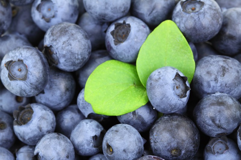 background berry blue blueberry food fresh fruit 4k