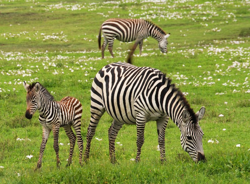 baby zebra safari serengeti tanzania africa zebra 4k
