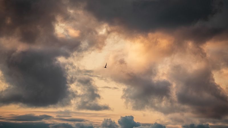 bird, clouds, sky, 4k