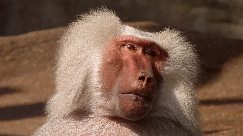 baboon monkey animal nature zoo 4k