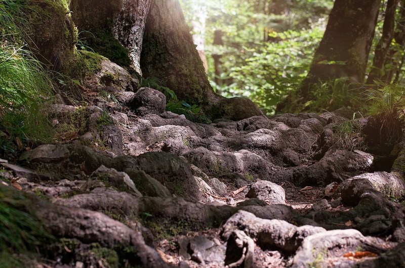away path root forest nature silent rest close 4k