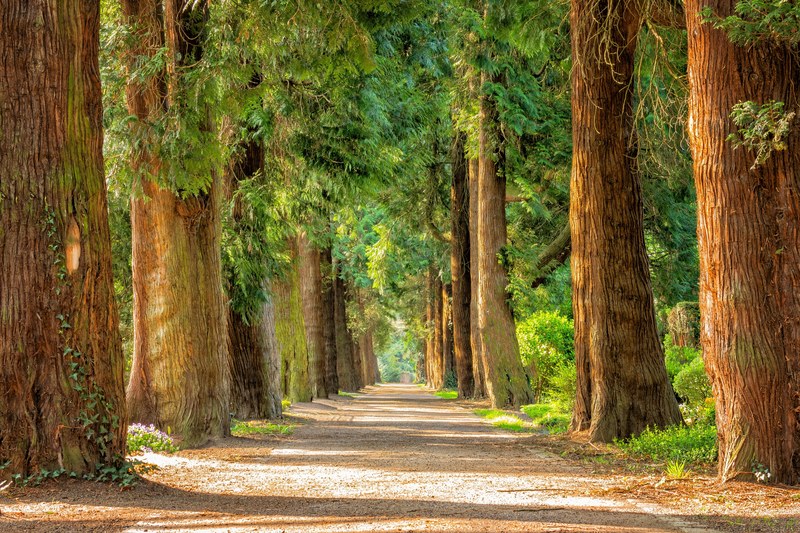 avenue trees away walk green riesen nature park 4k