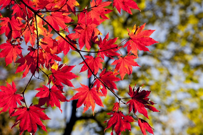 autumn autumn leaves dobong the leaves leaves wood 4k