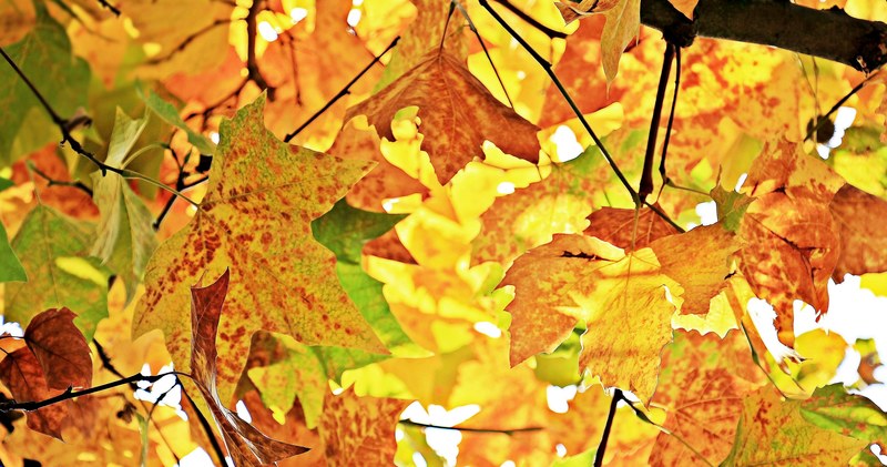 autumn fall leaves leaves true leaves fall color 4k
