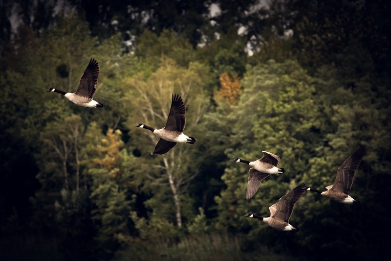 autumn geese golden autumn autumn mood wild goose 4k