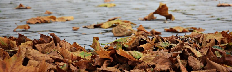 autumn leaves golden autumn leaves in the autumn 4k