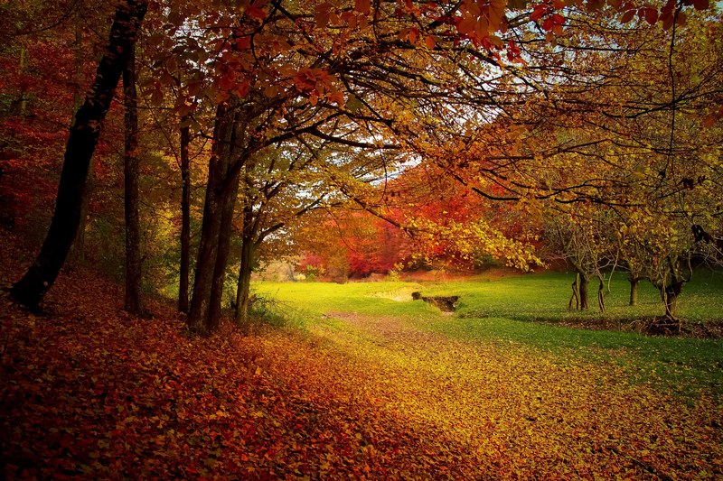 autumn forest woods nature fall landscape season 4k