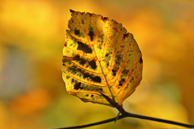 autumn fall foliage leaves october colorful 4k