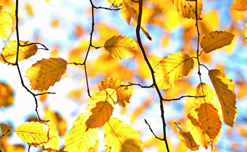 autumn fall foliage leaves october colorful 4k