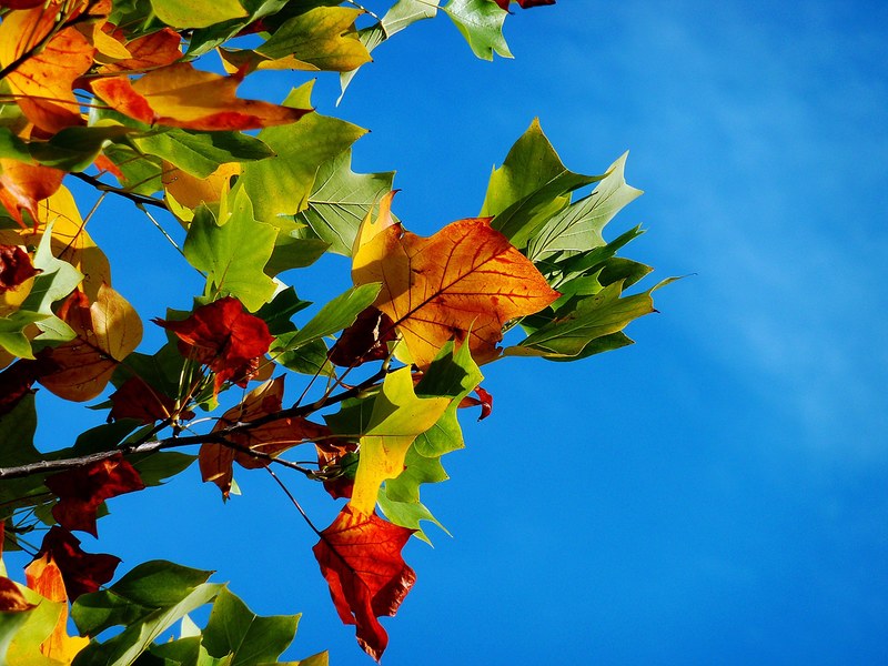 autumn fall leaves leaves fall color leaf 4k