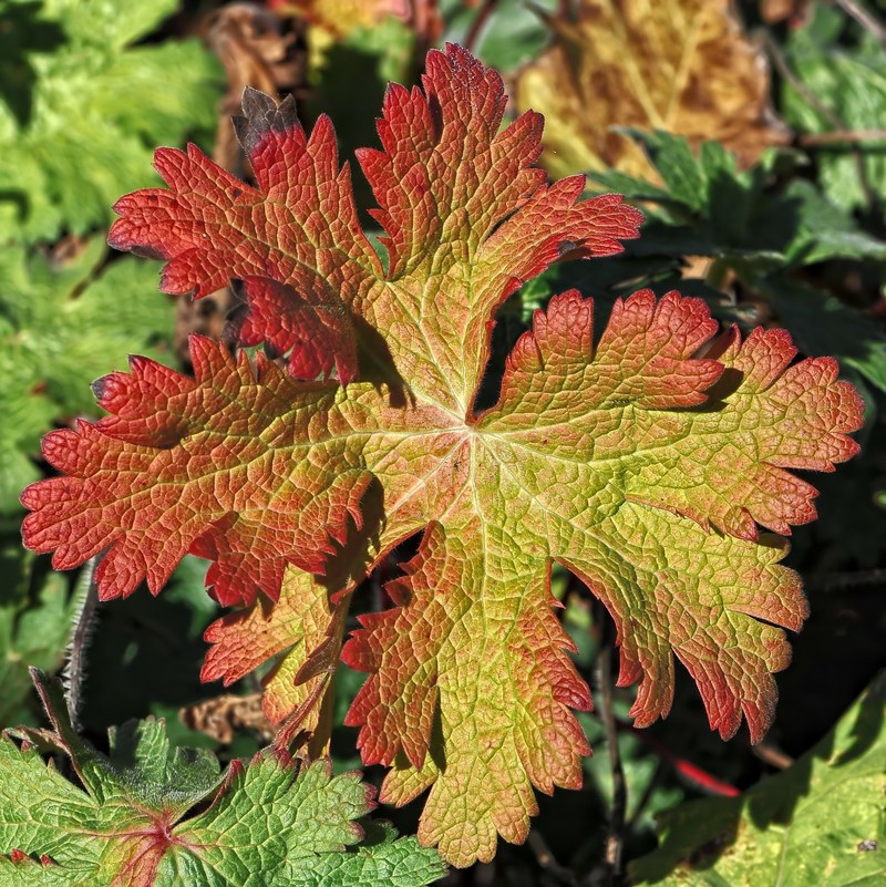 autumn autumn colours fall leaves fall color 4k