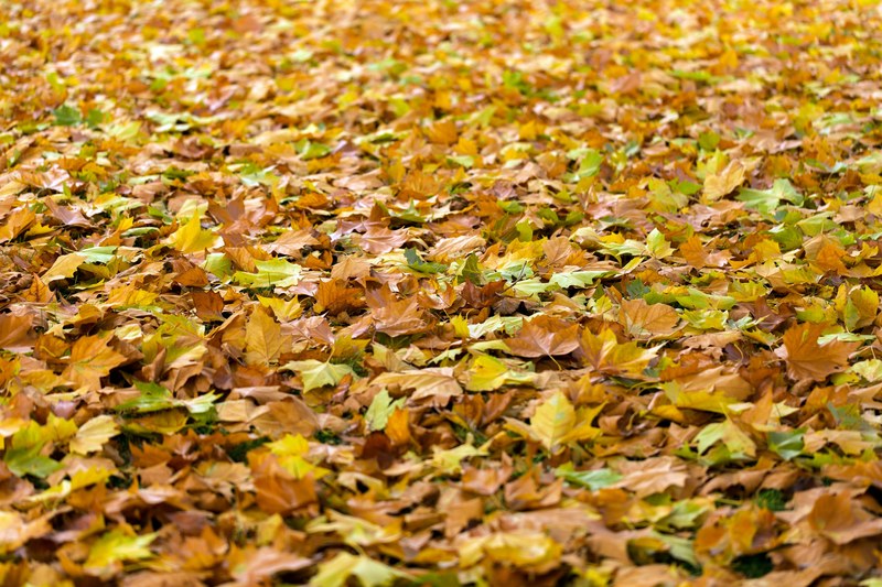 autumn leaves fall background fall leaves 4k