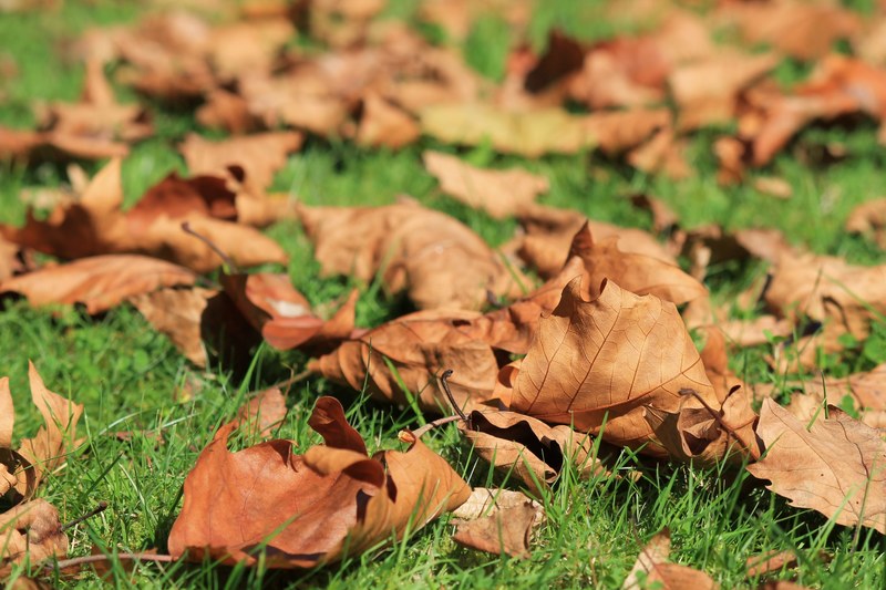 autumn leaves withered leaves in the autumn 4k