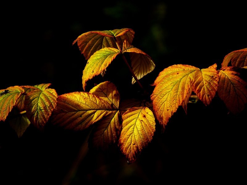 autumn fall foliage leaves golden autumn colorful 4k
