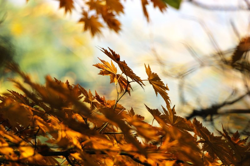 autumn leaves autumn leaves light wood leaf love 4k
