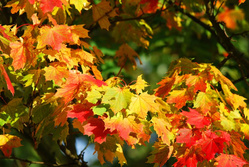 autumn tree leaves red autumn forest golden autumn 4k
