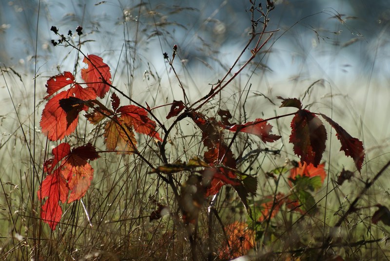 autumn tree smaller tree nature beech sucker 4k