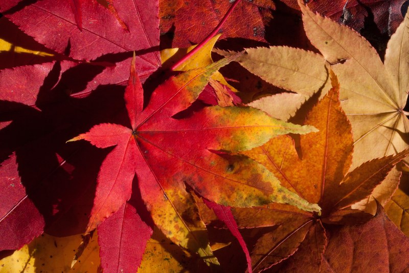 autumn fall foliage golden autumn leaves 4k