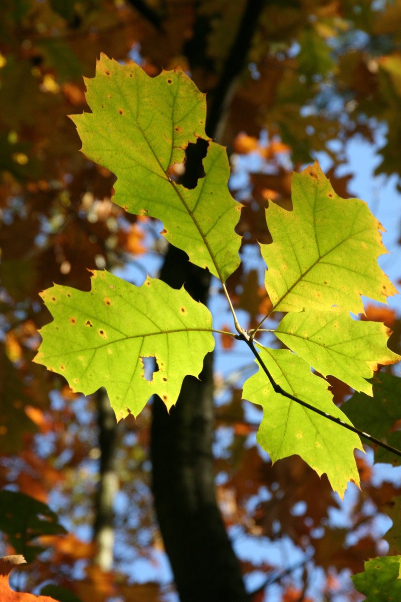 autumn fall foliage golden autumn 4k