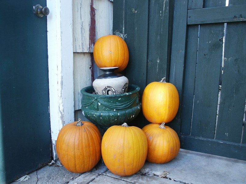 autumn november pumpkin fall october pumpkins 4k