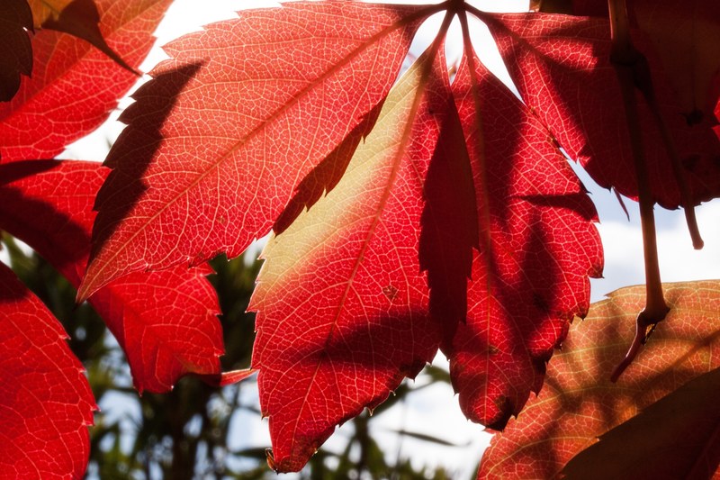 autumn fall foliage golden autumn leaves 4k