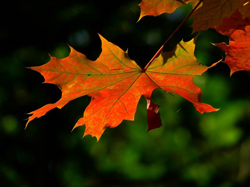 autumn leaf colorful leaves maple red leaf 4k