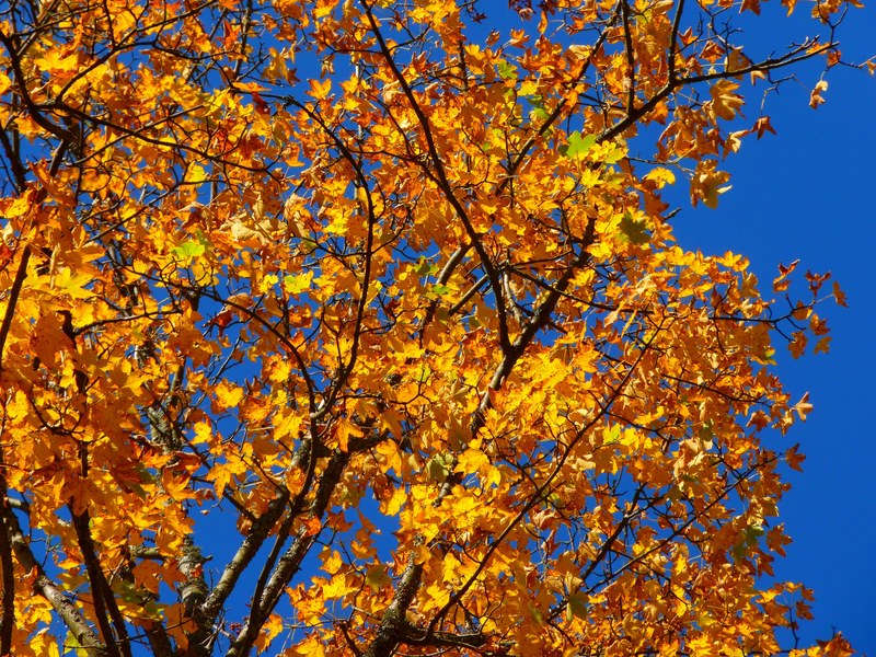 autumn colorful tree leaves yellow 4k