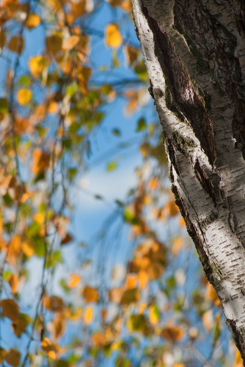 autumn tree birch fall foliage sky blue leaf 4k