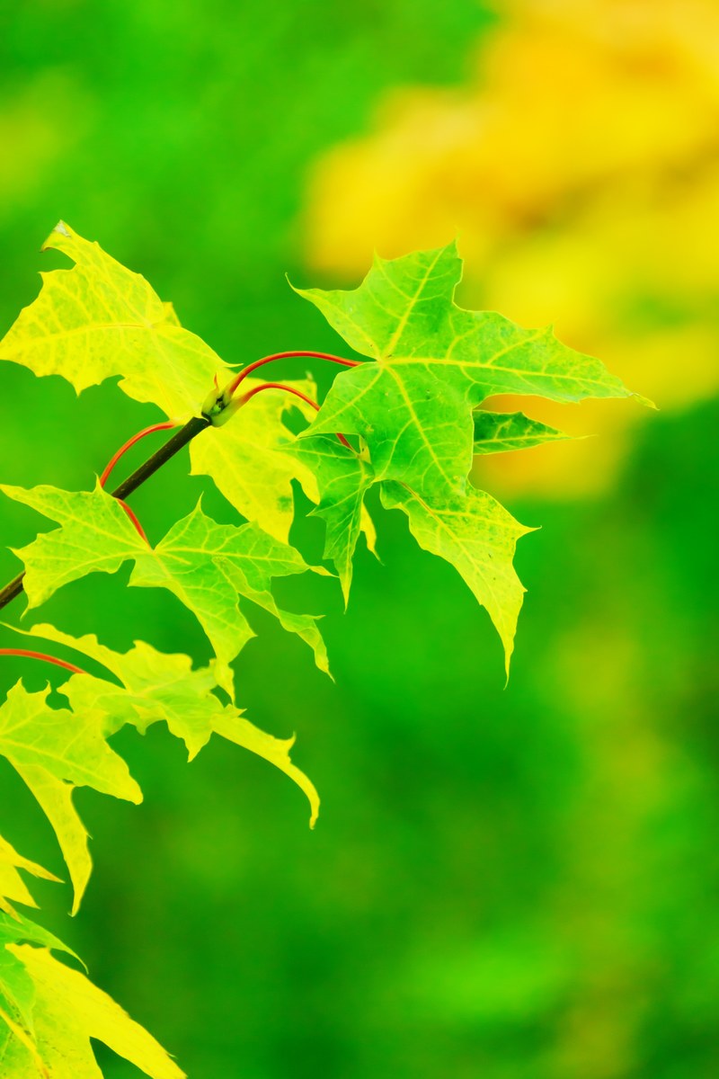 autumn bright color colored colorful fall flora 4k