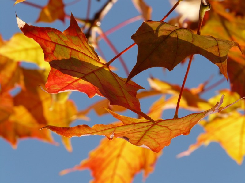 autumn leaf leaves maple maple leaf colorful 4k