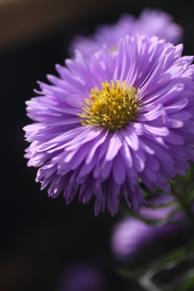 aster flower purple garden petal bloom autumn 4k