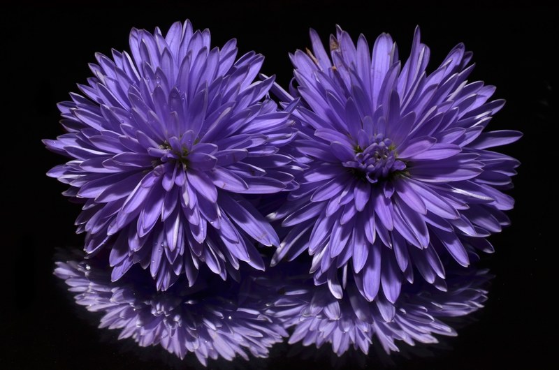 aster flower purple 4k