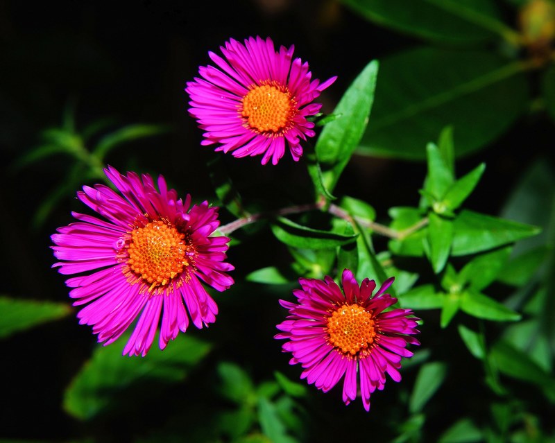 aster herbstaster flower blossom bloom purple 4k