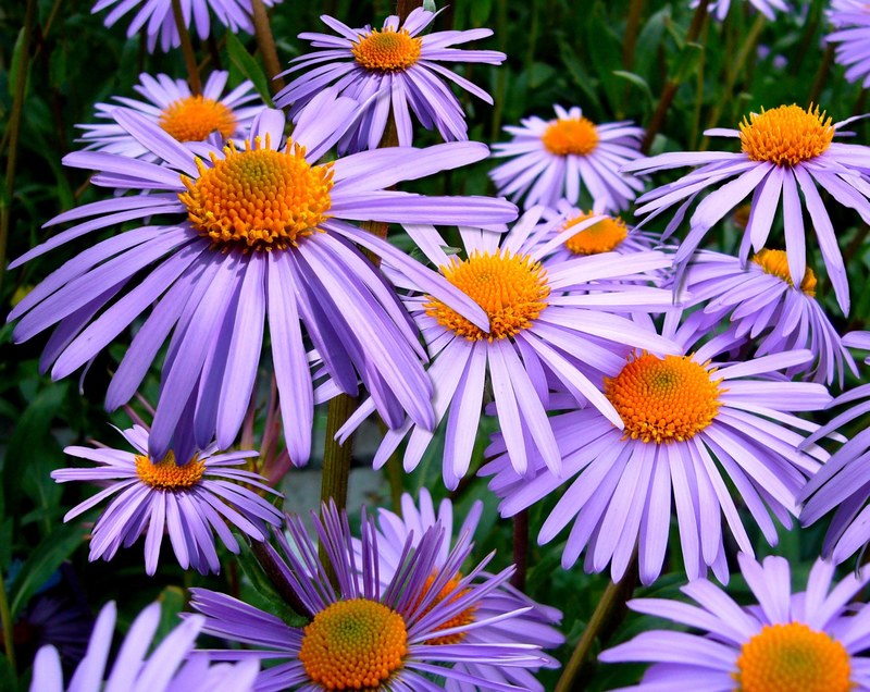 aster tongolensis michelmas daisy mauve flower 4k