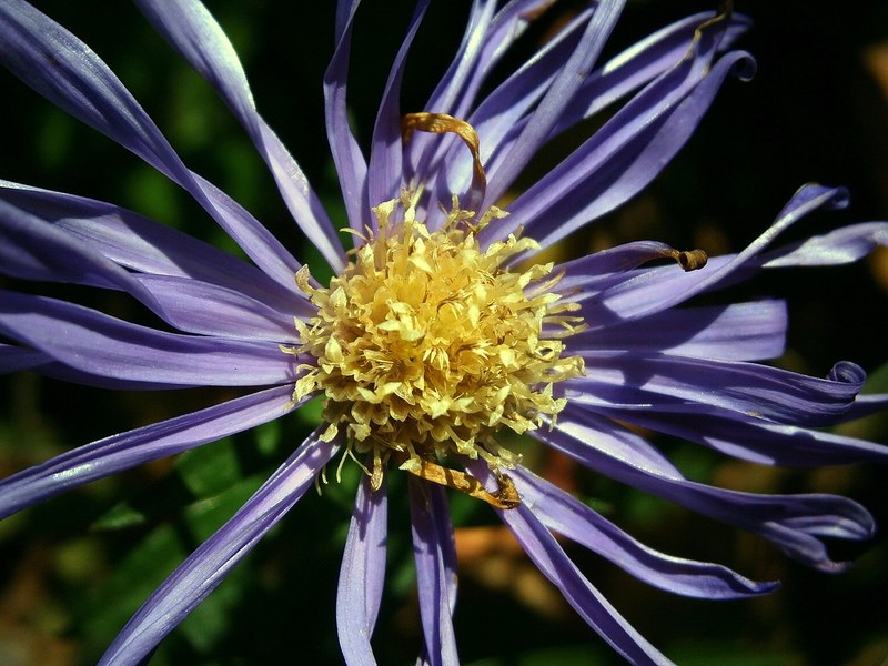 aster composites blossom bloom flower purple 4k