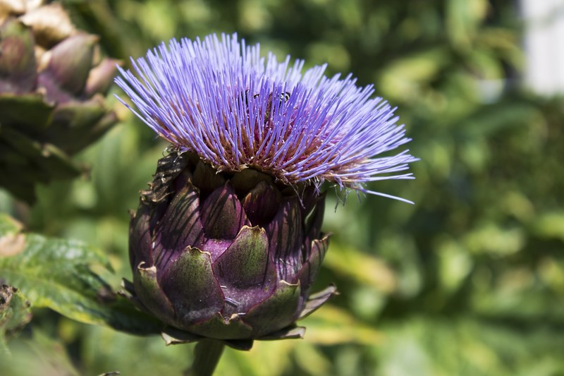 artichoke flower purple nature bloom summer food 4k