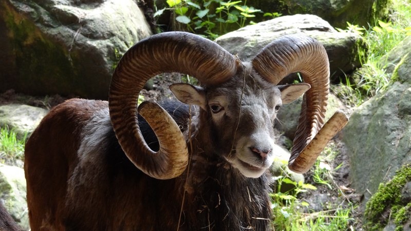 aries mammal horn national park 4k