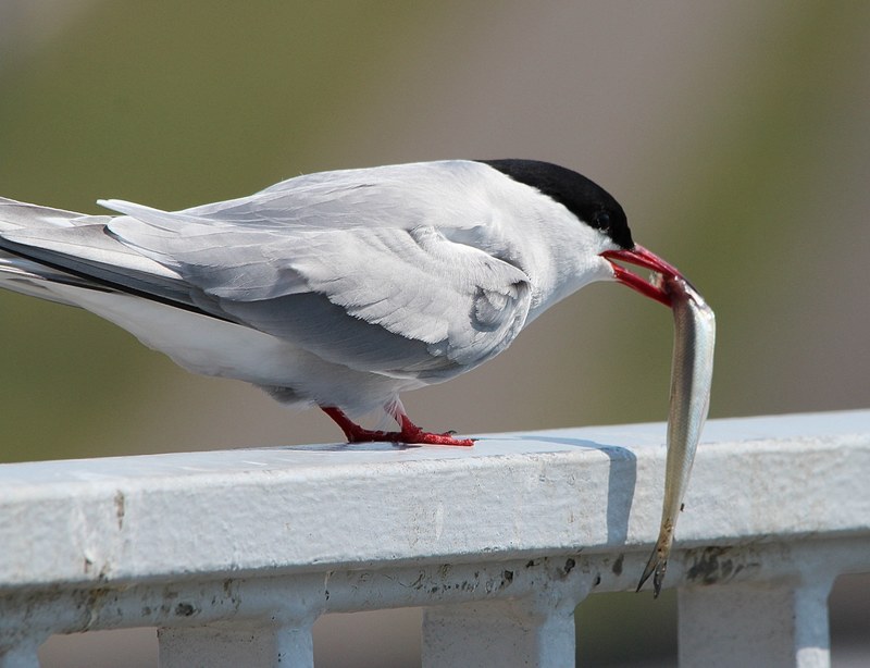 arctic tern eat fish food tern bird water bird 4k