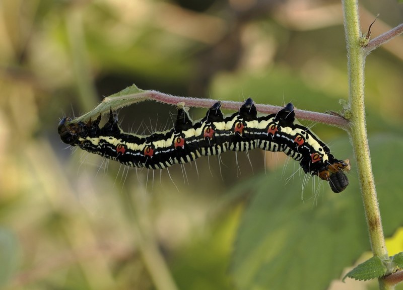 arcte coerula larva caterpillar insect bug nature 4k