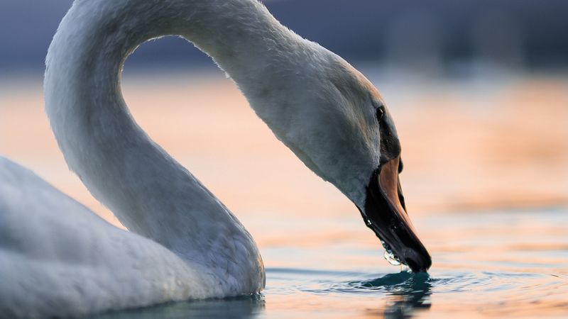 swan, bird, neck, feathers, water, 4k