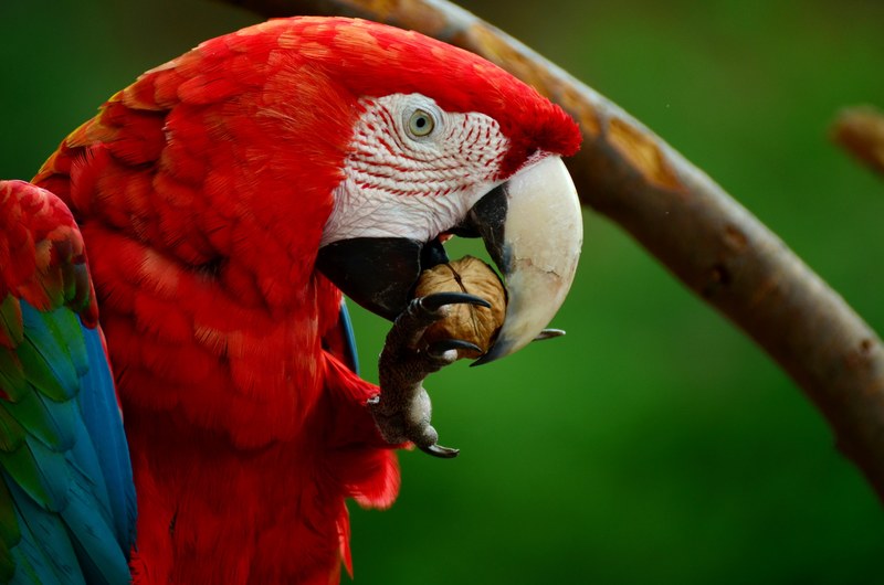 ara parrot scarlet macaw bird colorful plumage 4k